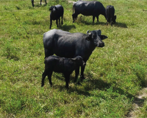 Agropecuária Parintins realiza pesquisa que possibilitou nascimento de primeiro búfalo de proveta da Amazônia Ocidental